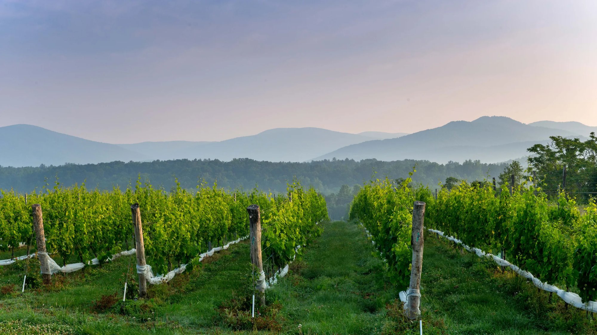 Virginia Wine Country